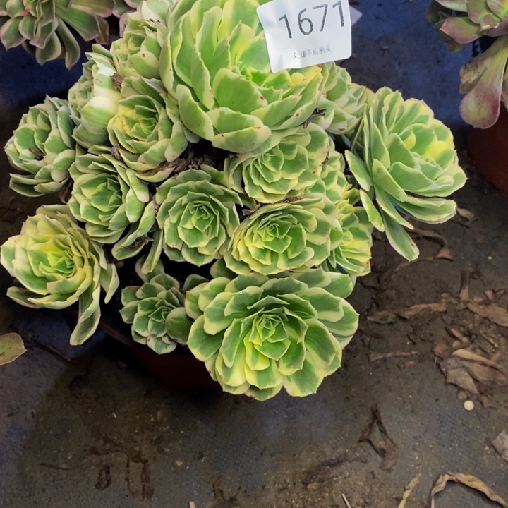 迈巴赫多肉断头不包1671