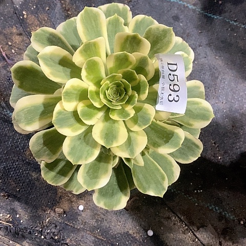 593迈巴赫多肉法师锦