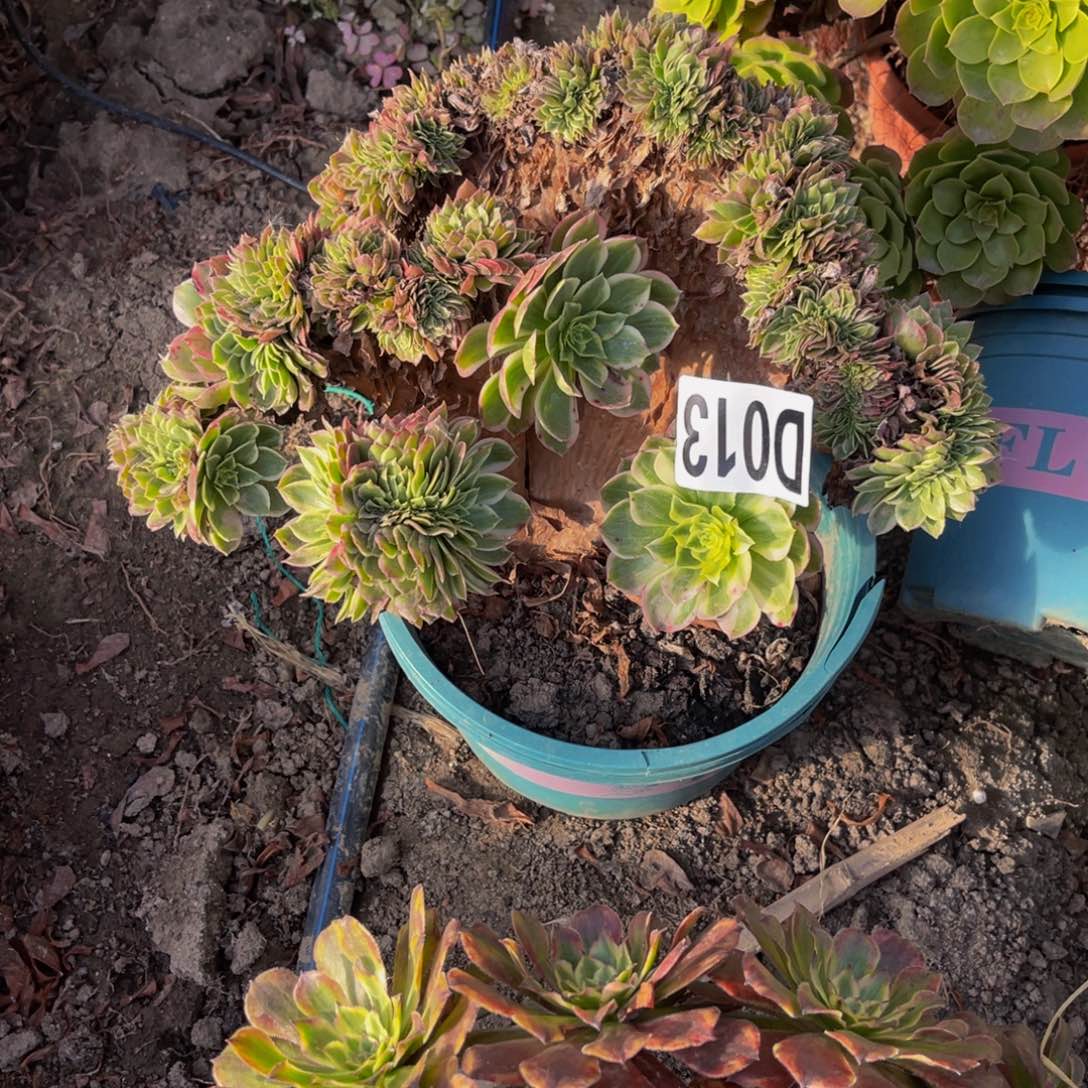 海王法师14-///33