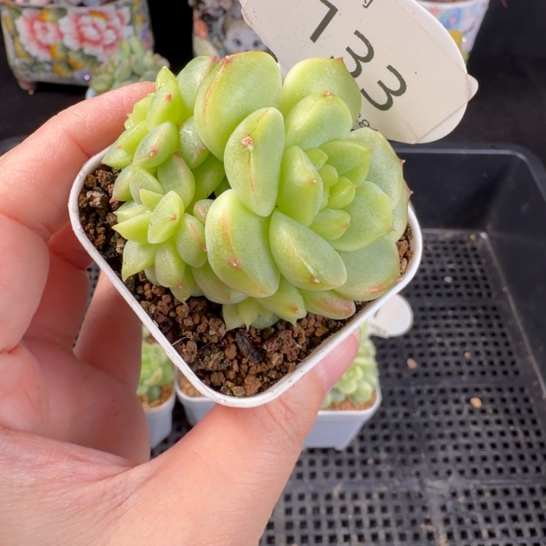 甜心八六头群生一颗133号