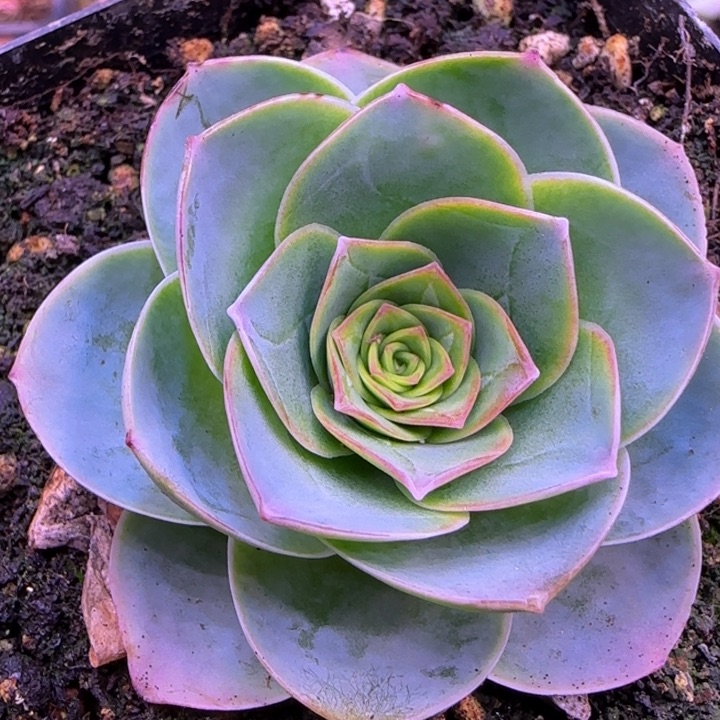 福利4.8厘米124276768383