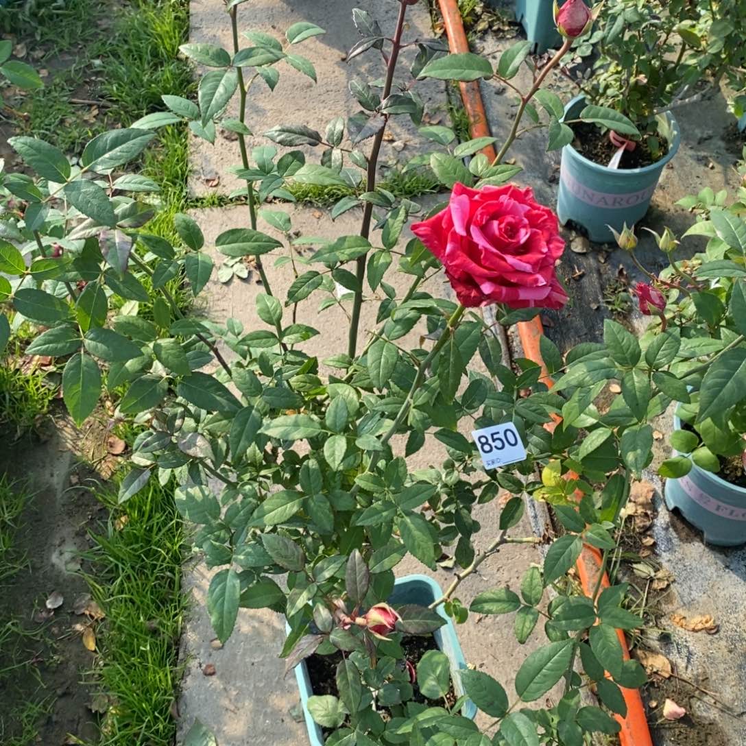 完全开放850厄瓜多尔粉彪马原盆