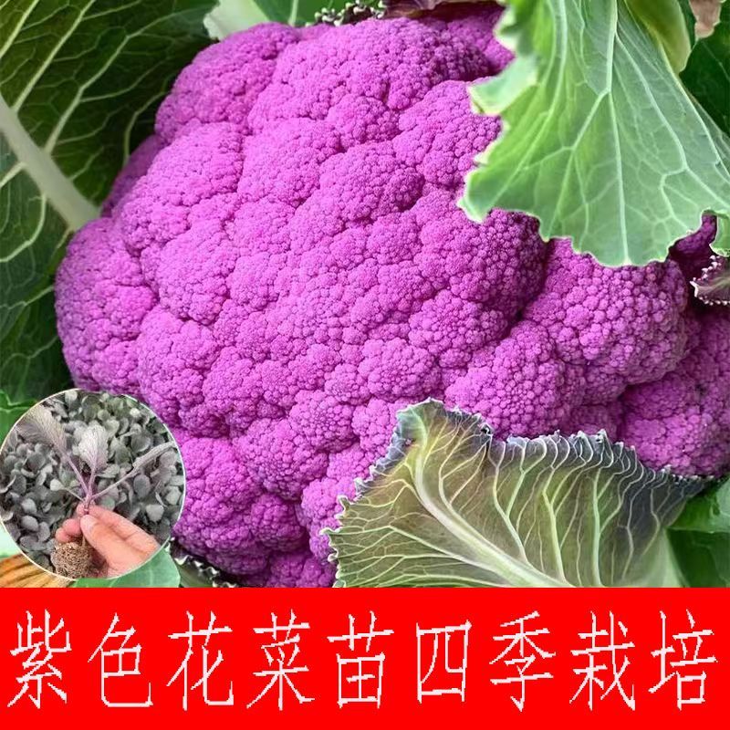 紫花菜苗秧紫色西兰花苗紫晶紫美人花椰菜秧苗幼苗松花菜四季栽培