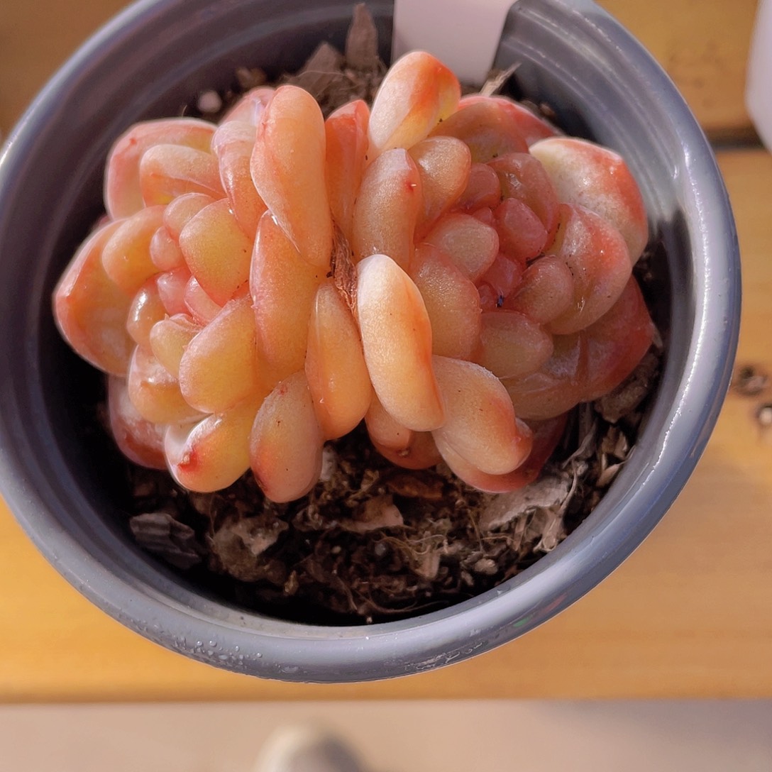 918号 丸叶甜茶珍妮双头