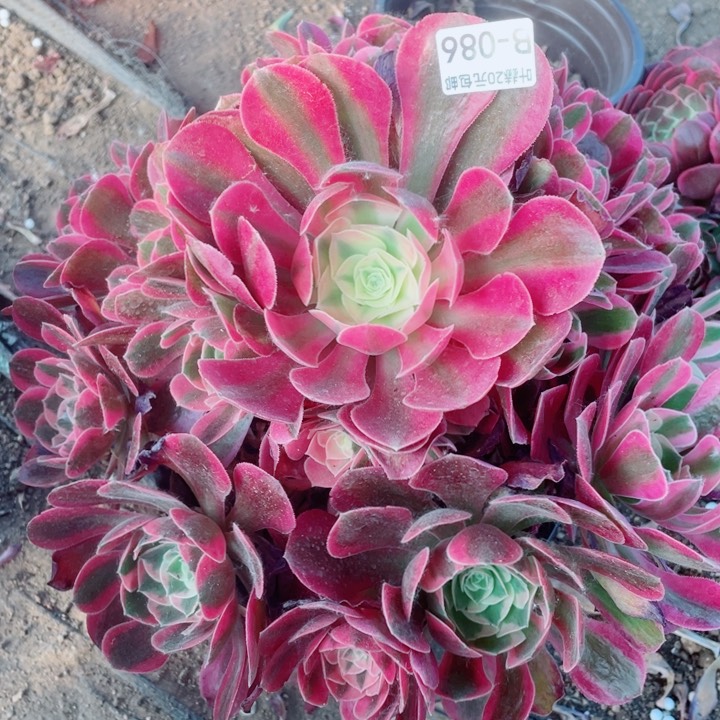 86粉女郎多肉12345578