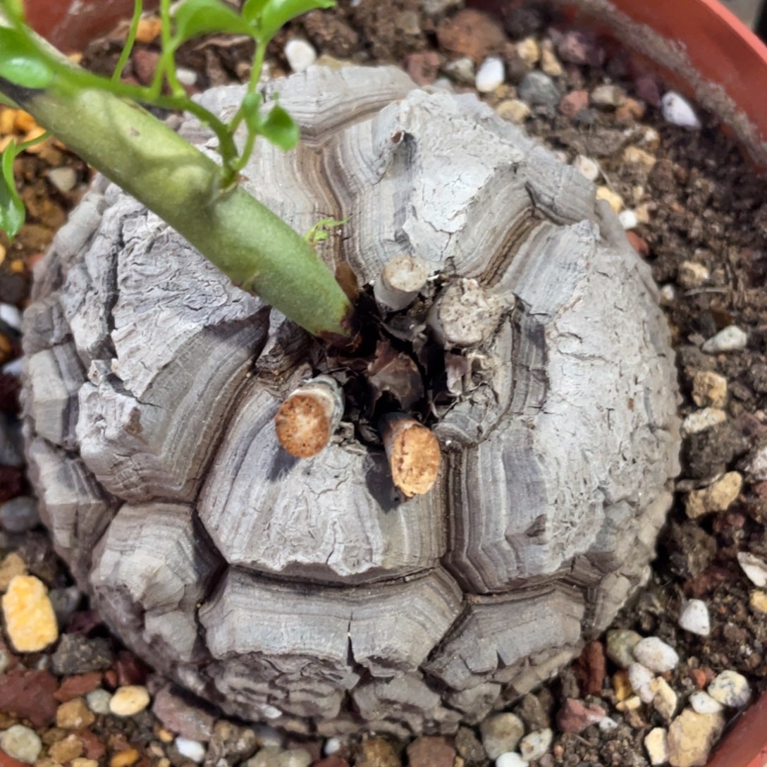 盆栽，龟甲龙8.7公分，一物一拍