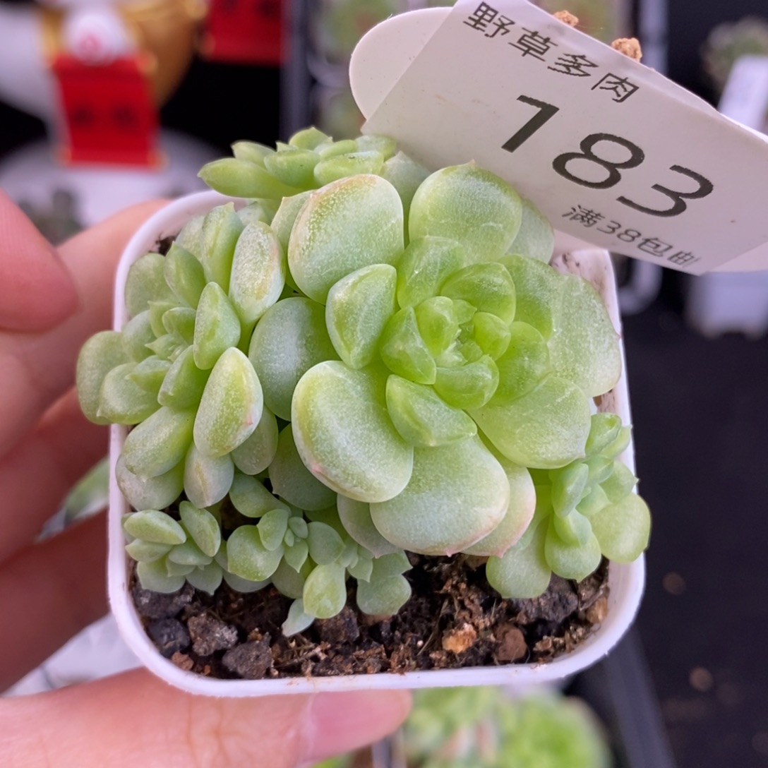 财富T207头群183号