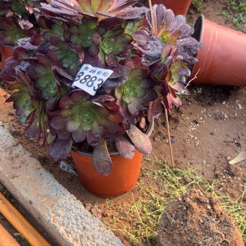 883万黑公主不包断枝