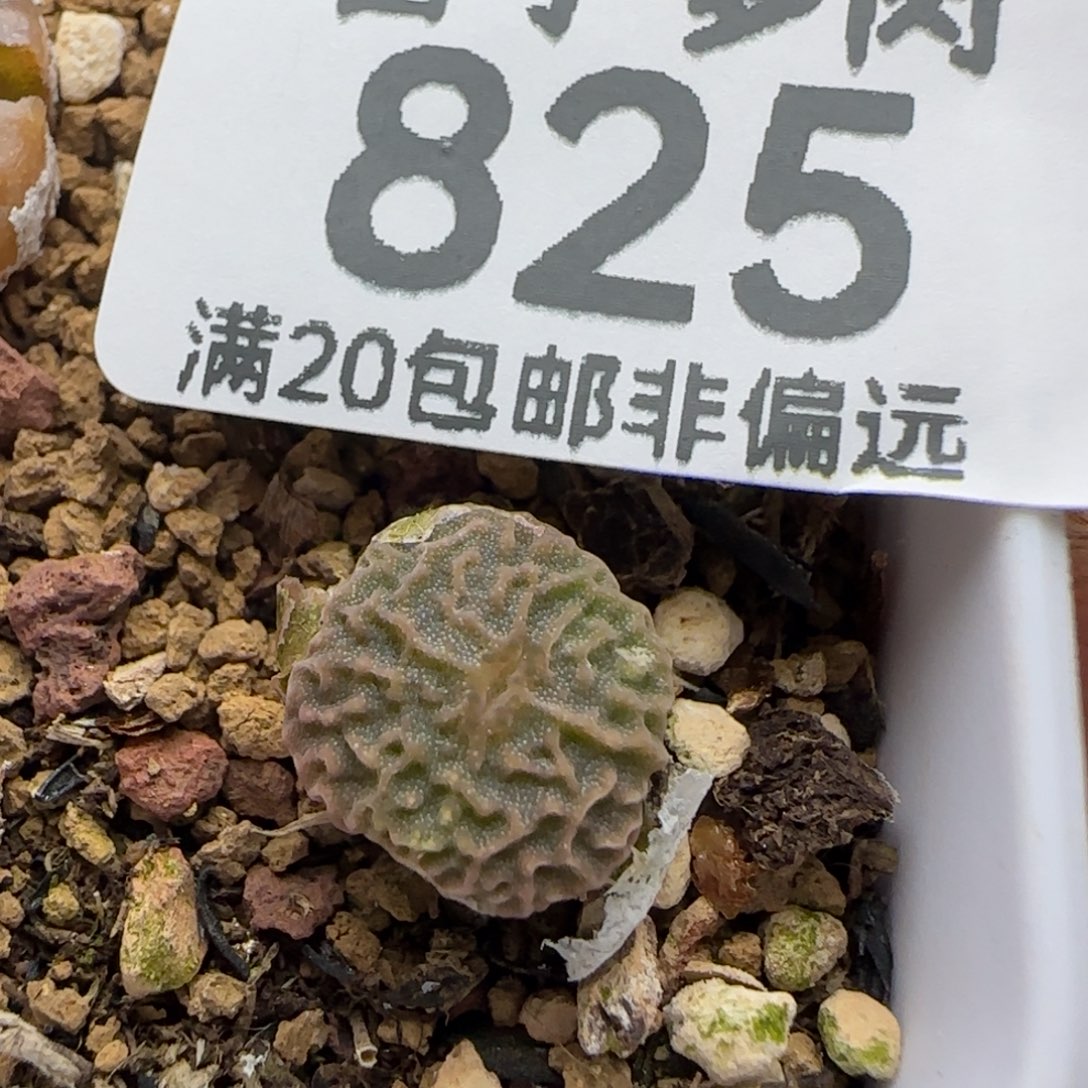 超烧DT7778脱土。          