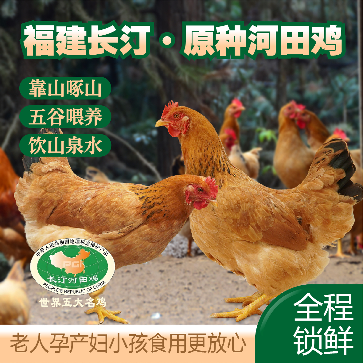 【拍一发二】2只散养150天福建长汀河田小母鸡不土可退净重4.5～5斤