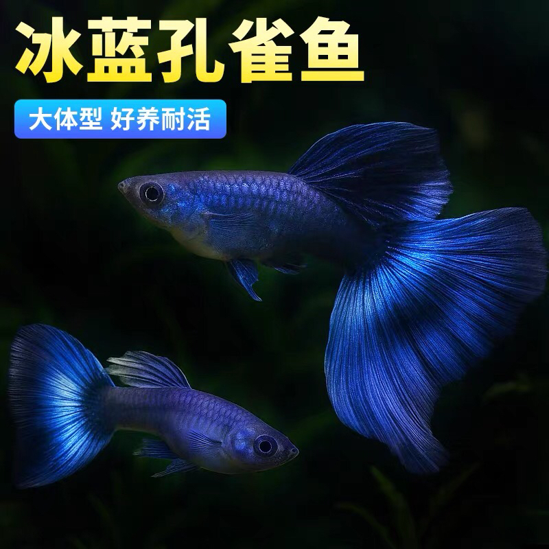 莫斯科冰蓝尾孔雀鱼大大种鱼偏远甚拍