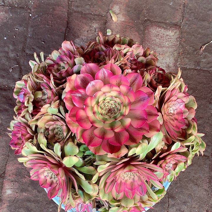 粉体美姬，多肉植物