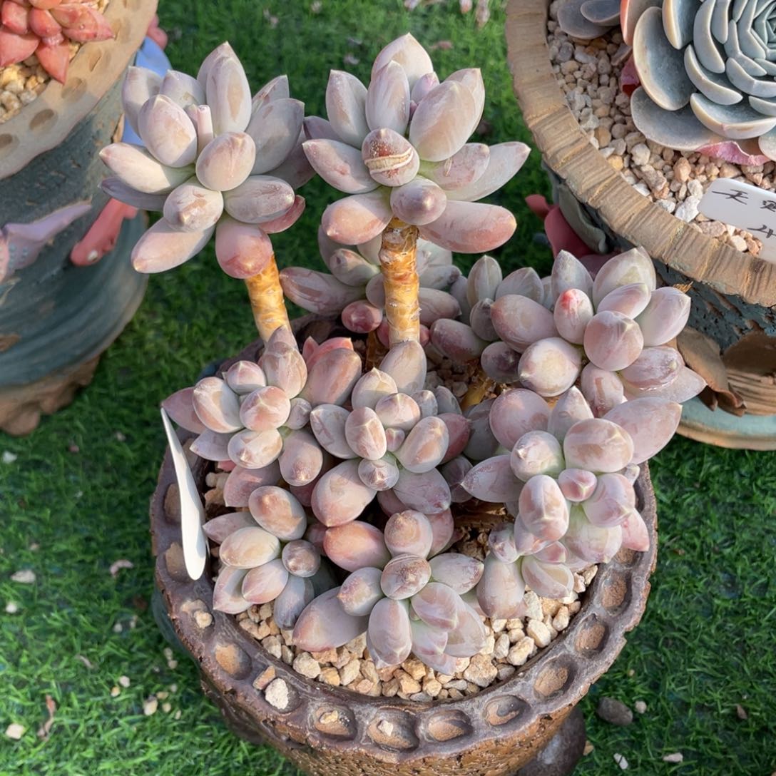 星空美人多肉植物