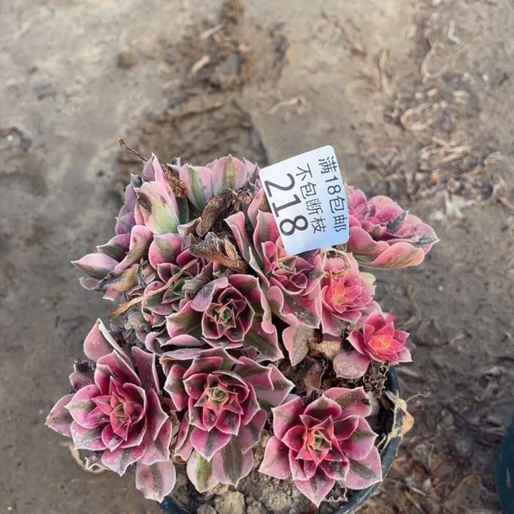 218粉女巫不圆4法师