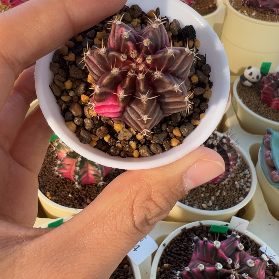 510 好看的米哈冲冲冲