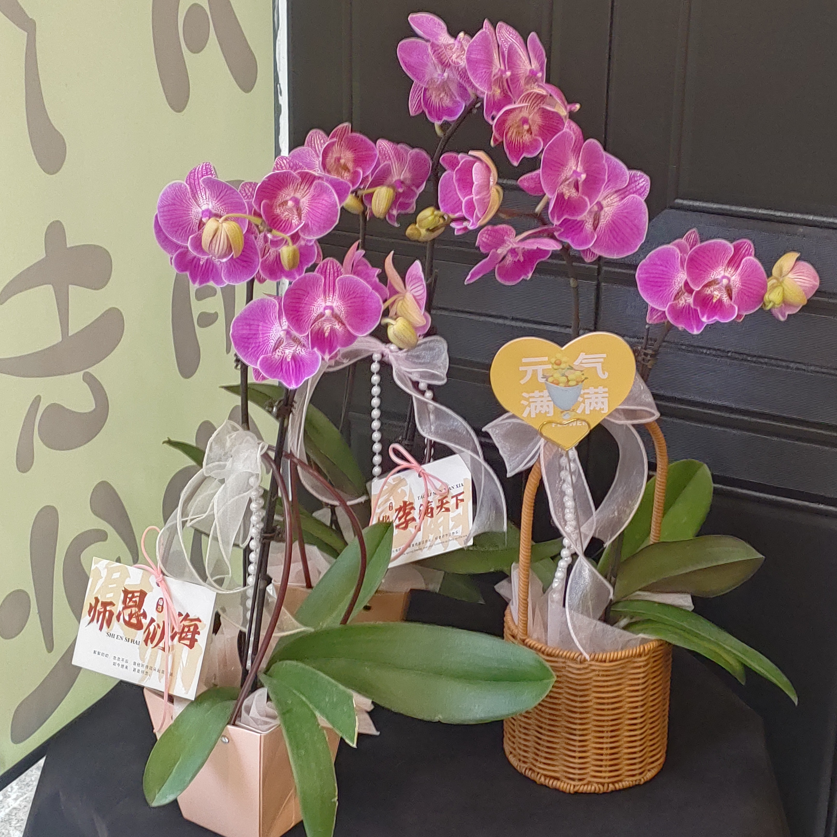 双花剑：大性感蝴蝶兰