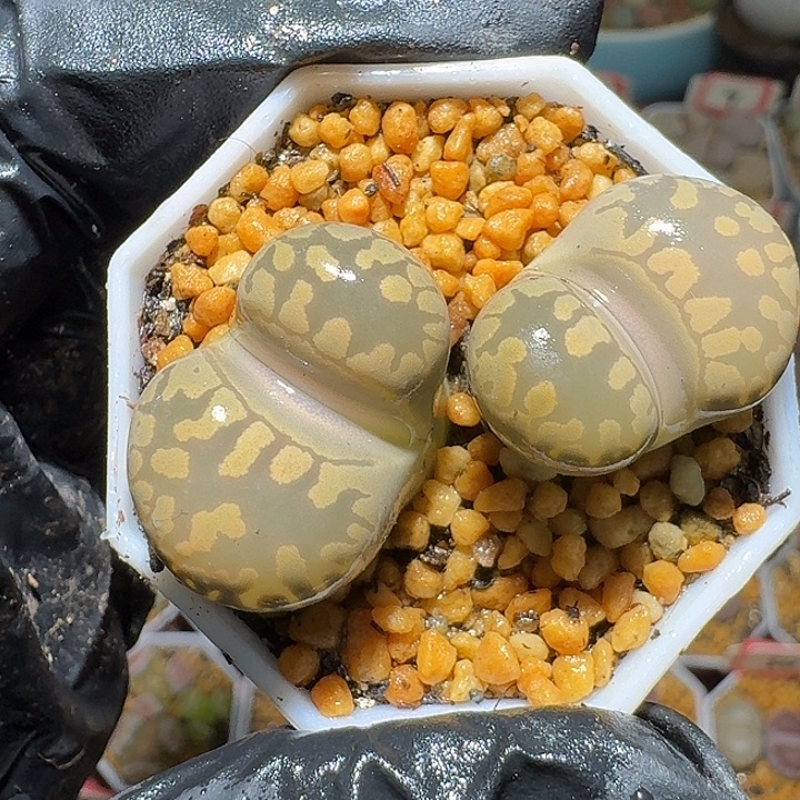 生石花23:：：：。  380号