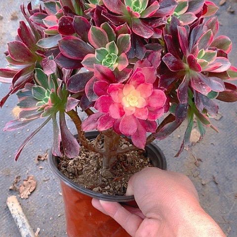 308金丝多肉植物