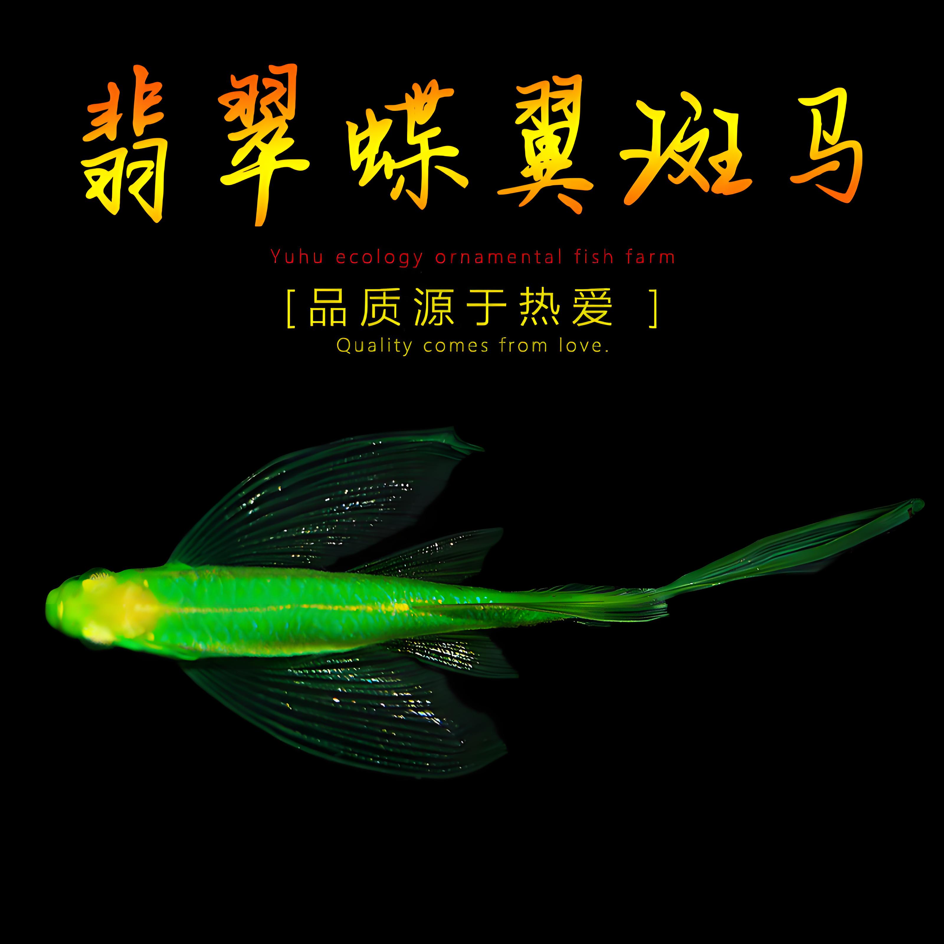 翡翠蝶翼斑马鱼小型热带观赏鱼新手好看耐活好养