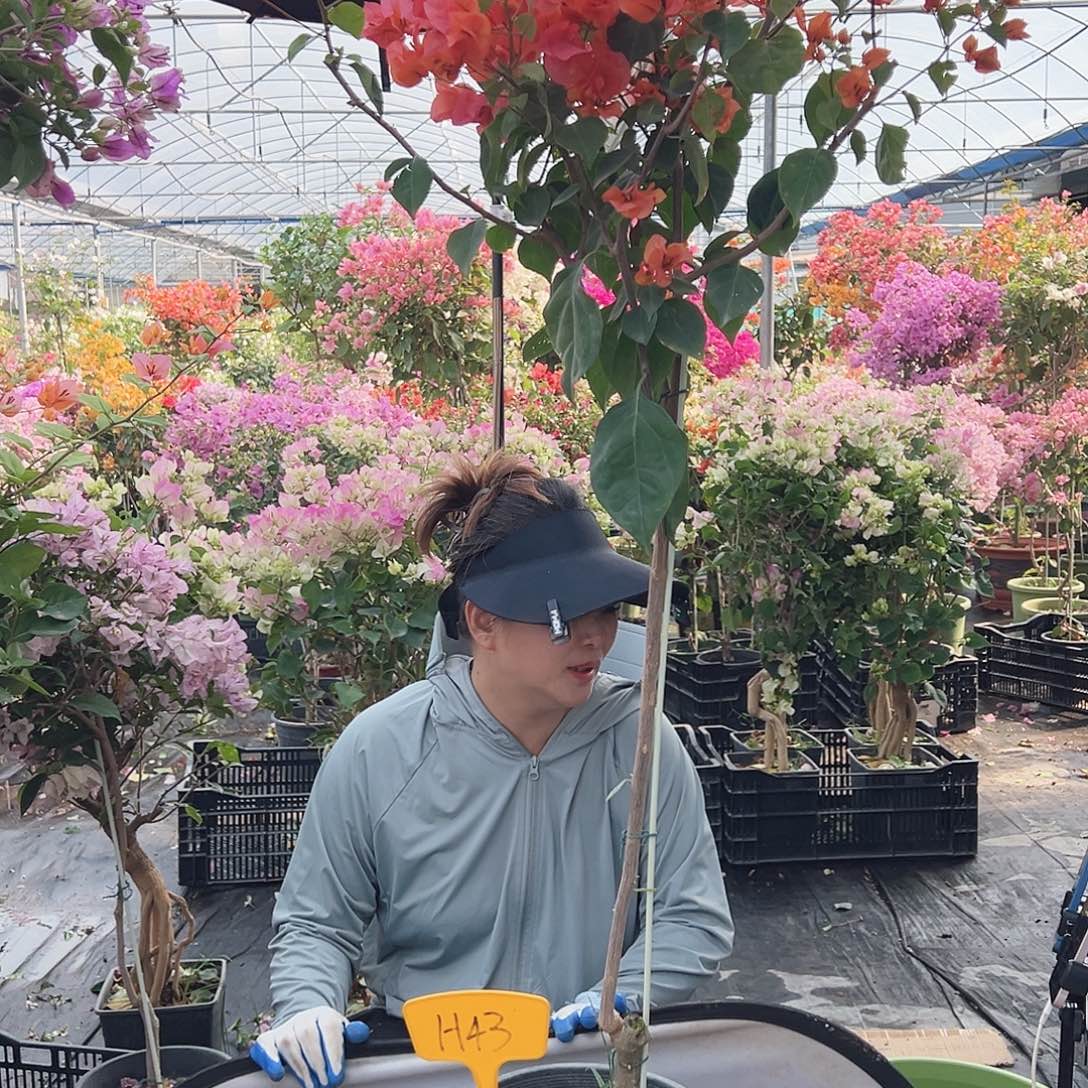 绣***球大部分花苞少量开放 H43洒金橙