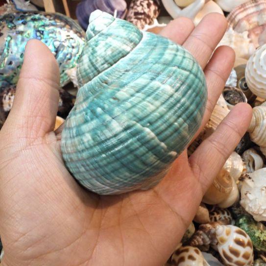 小***蛇石材天然海螺贝壳寄居蟹替换壳