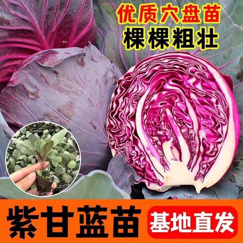 [紫甘蓝秧苗]青甘蓝秧苗春秋盆栽高产蔬菜苗穴盘包头菜苗