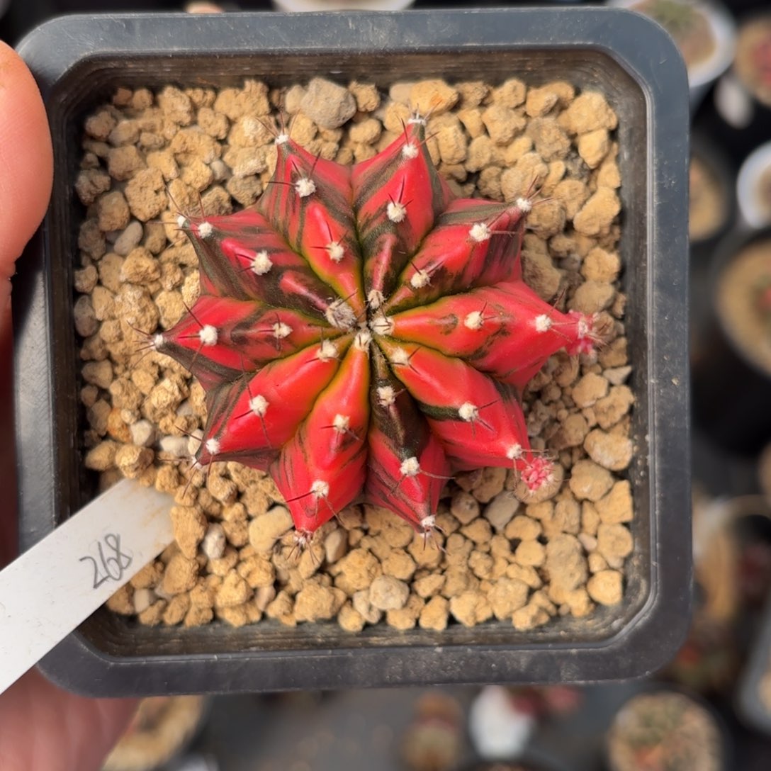 泰系实生米哈仙人球7号