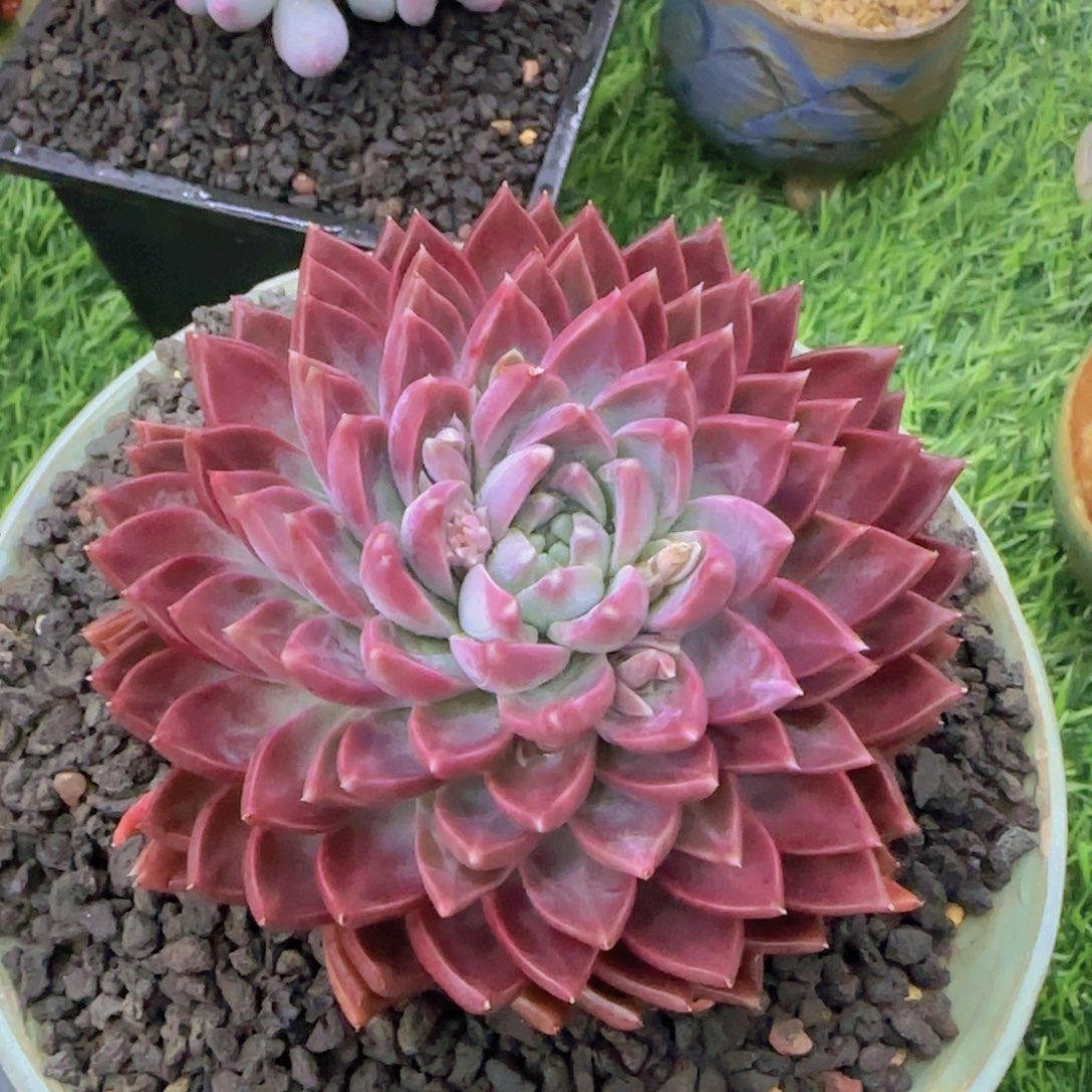 一**阳多肉植物duorzw