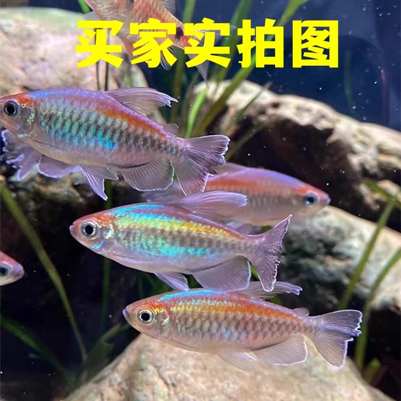 刚果美人公鱼不包售后福袋链接