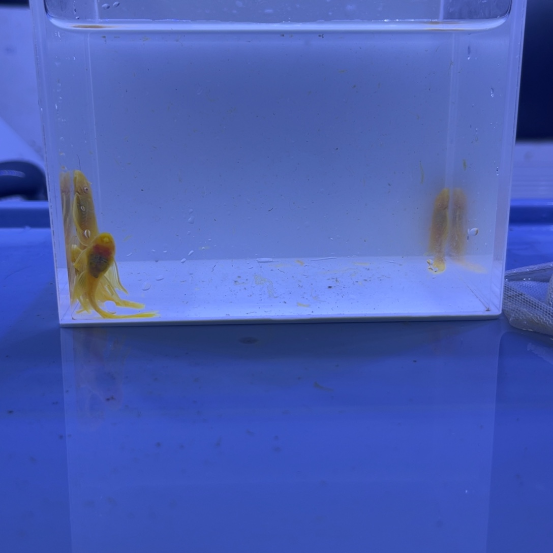 孔雀鱼大帆5条开箱视频报损