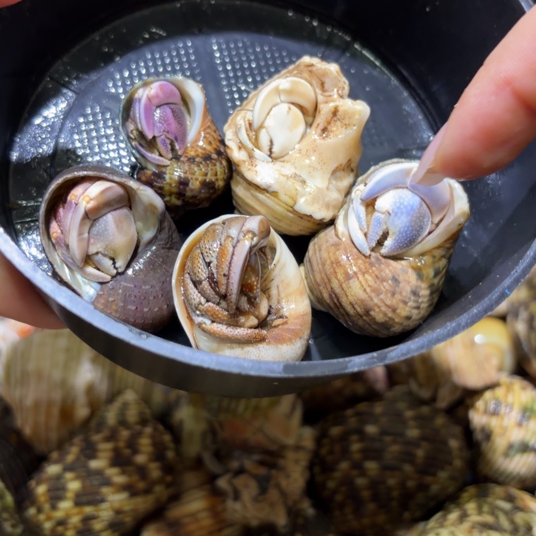 活体寄居蟹 不退不换43