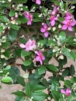 桃金娘观赏盆景载种，新疆、西藏、内蒙古不包邯