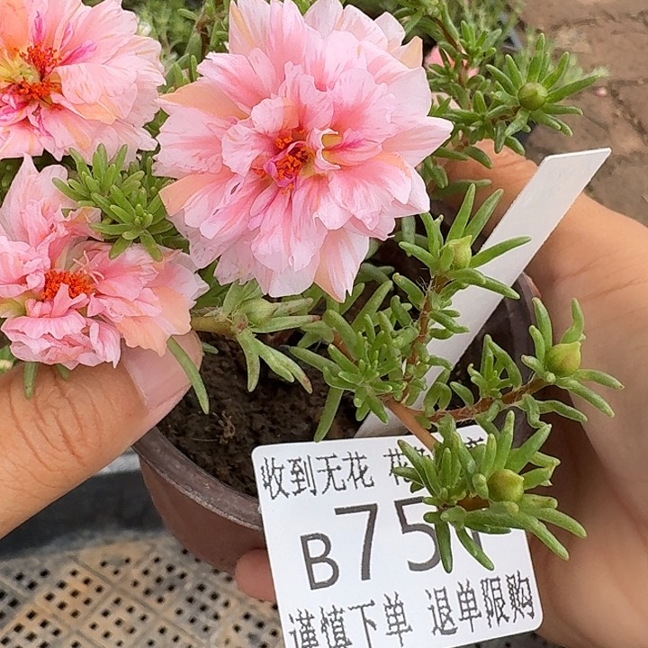 无花朵B751超小苗盆口10cm