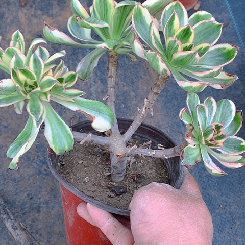 732燕姿锦多肉植物