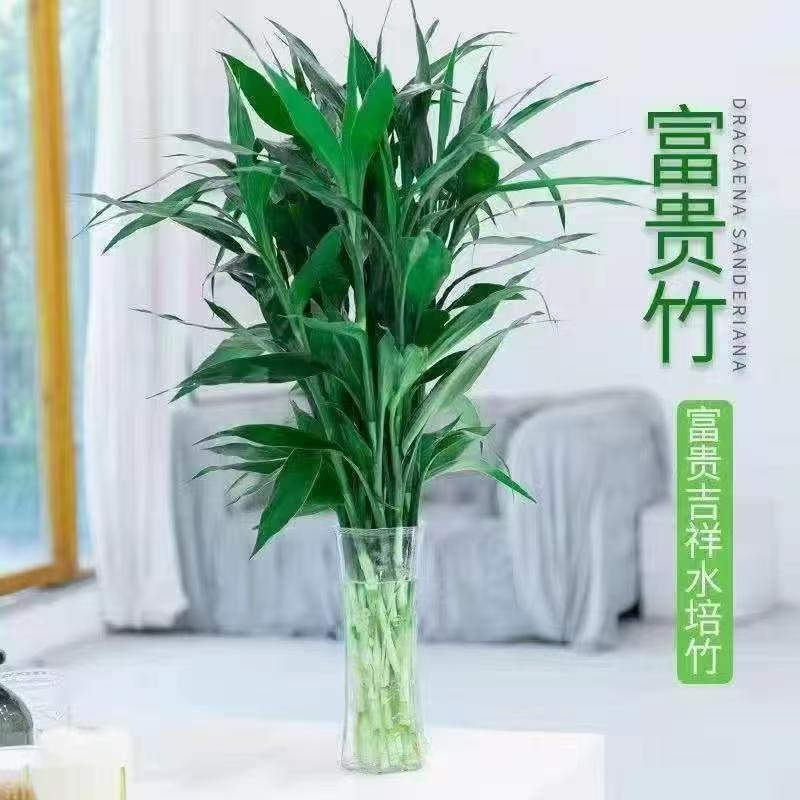 水培富贵竹0.9-1.1米高室内办公室净化空气好养绿植花卉四季常青