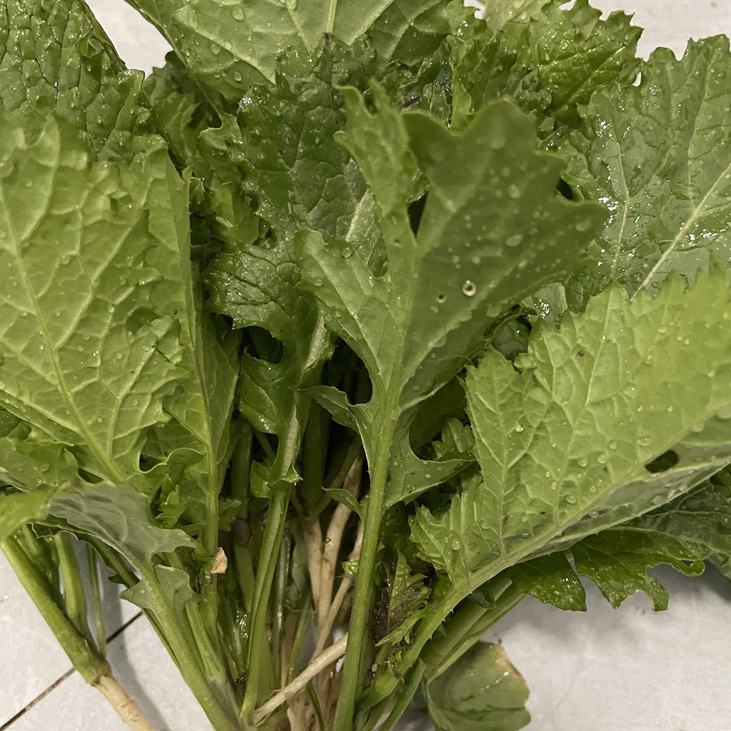 贵州小野菜，口感好，无农残，味道鲜美