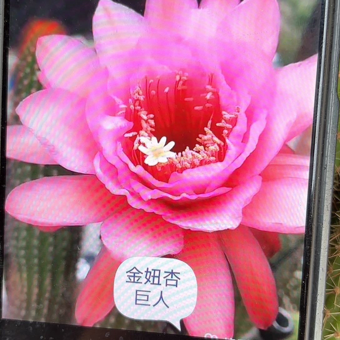 杏巨人金妞20包邮侧牙仙人球5