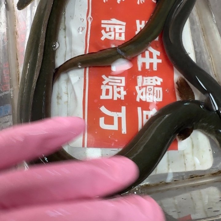 野生鳗鱼一斤六两