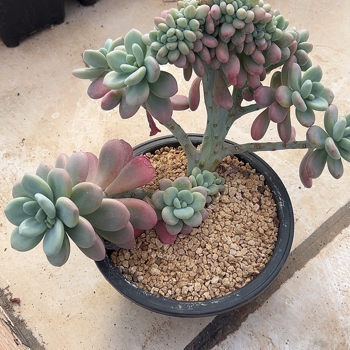 洛神群生缀化多肉