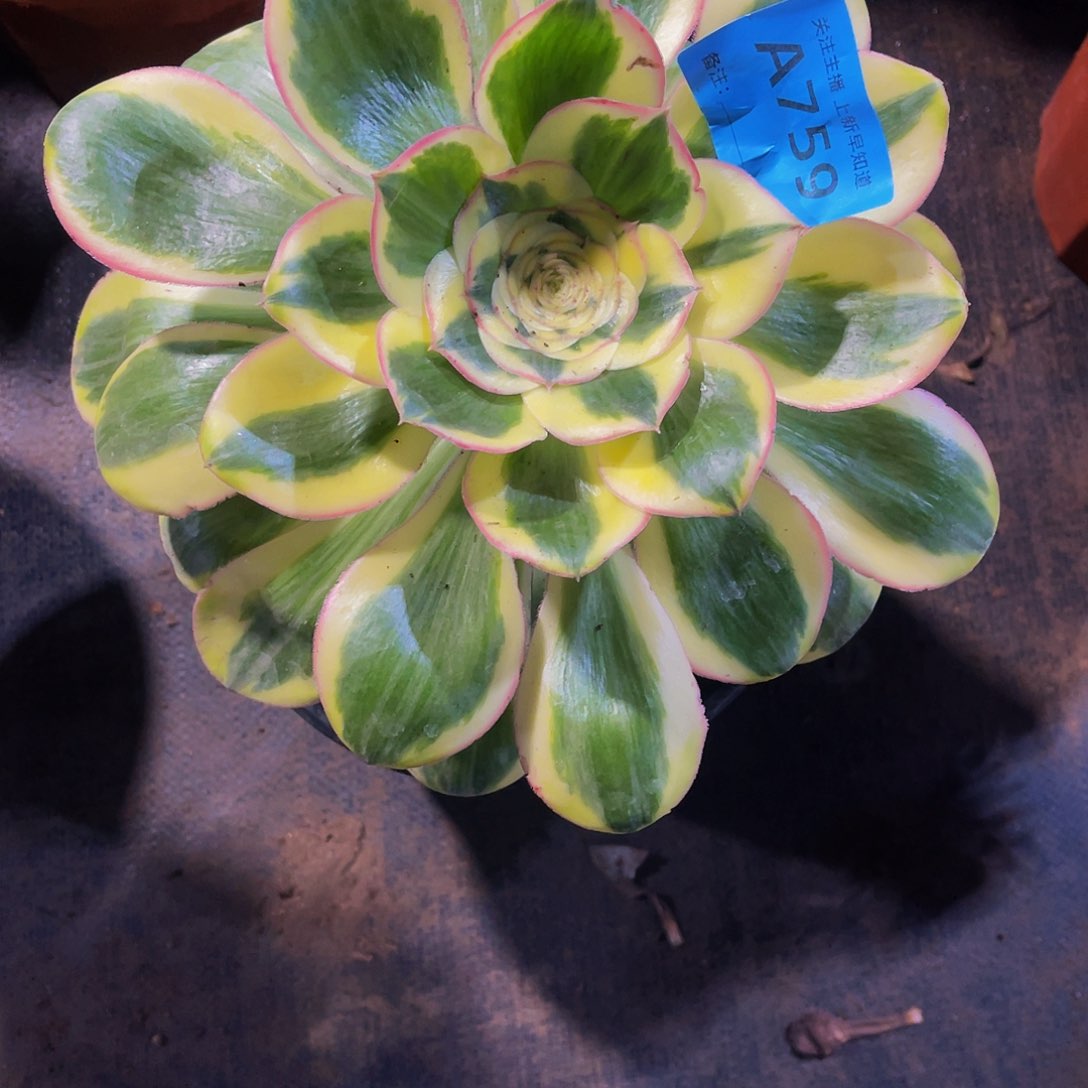 半**过多肉艳姿锦脱土759