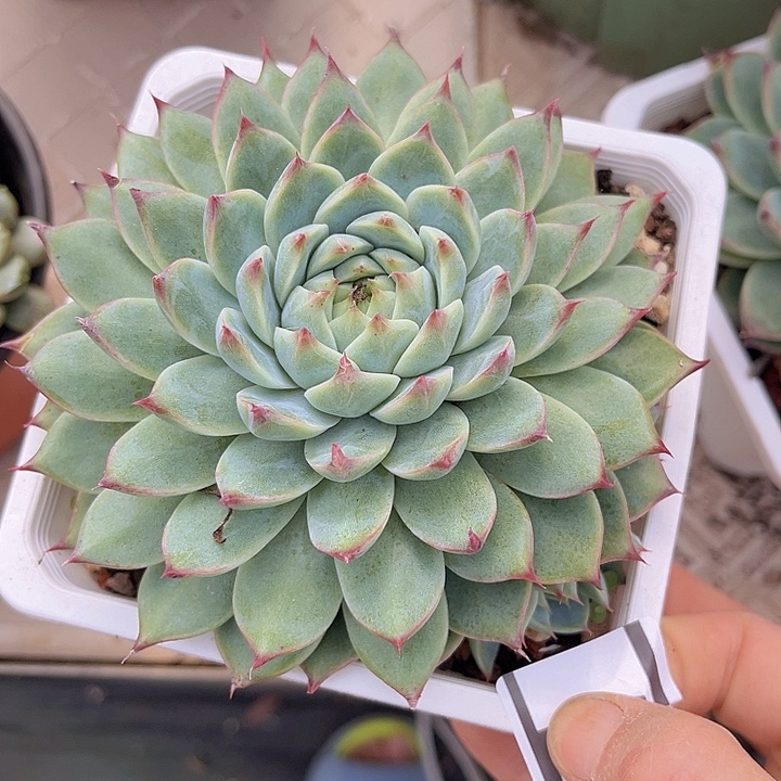 不知名0527多肉植物