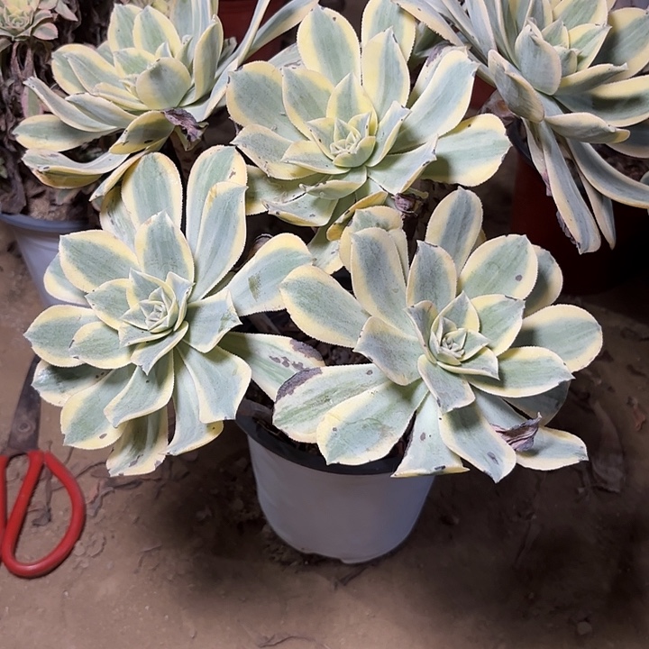 多肉植物法师灿烂10