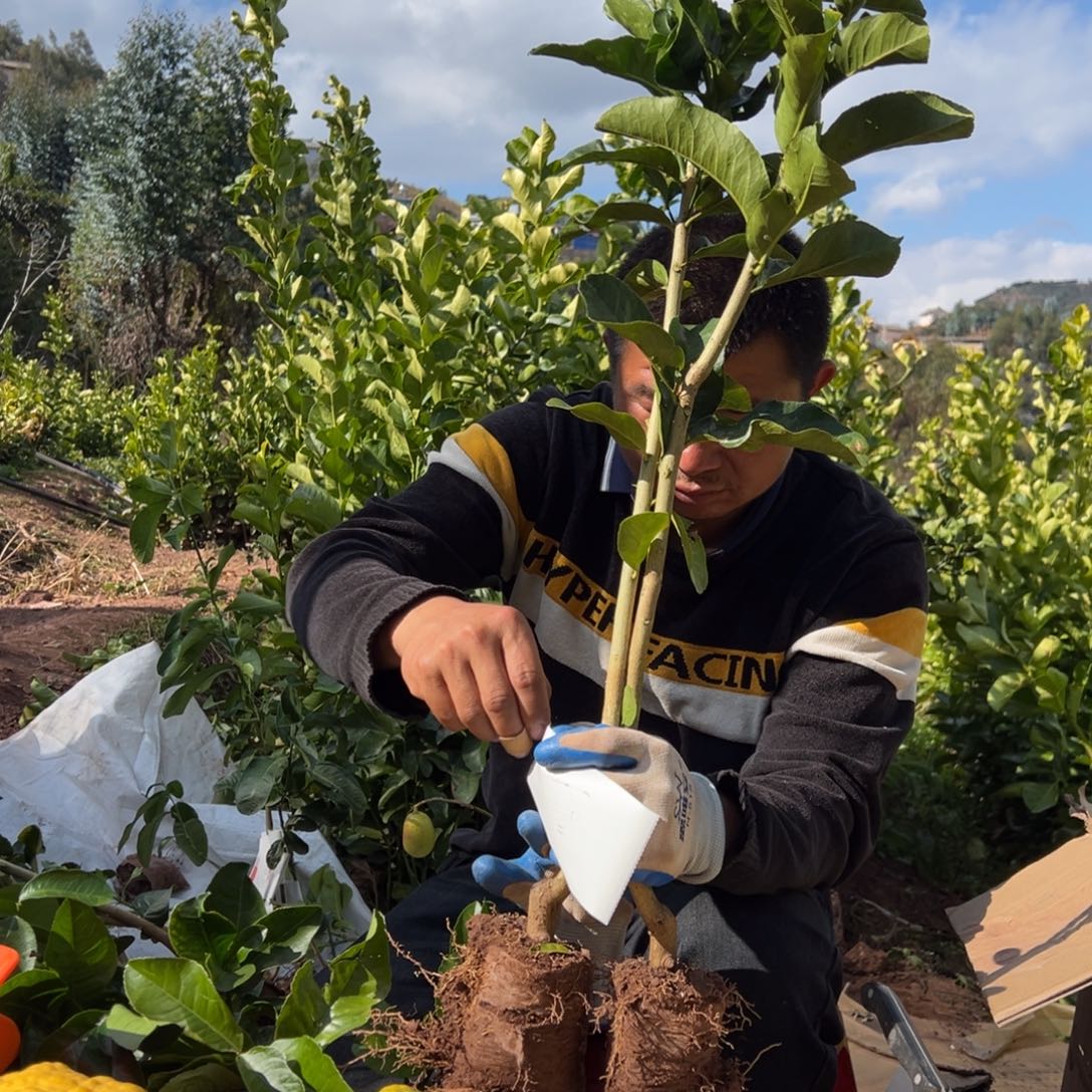 乘***浪无花朵1097两颗香橼
