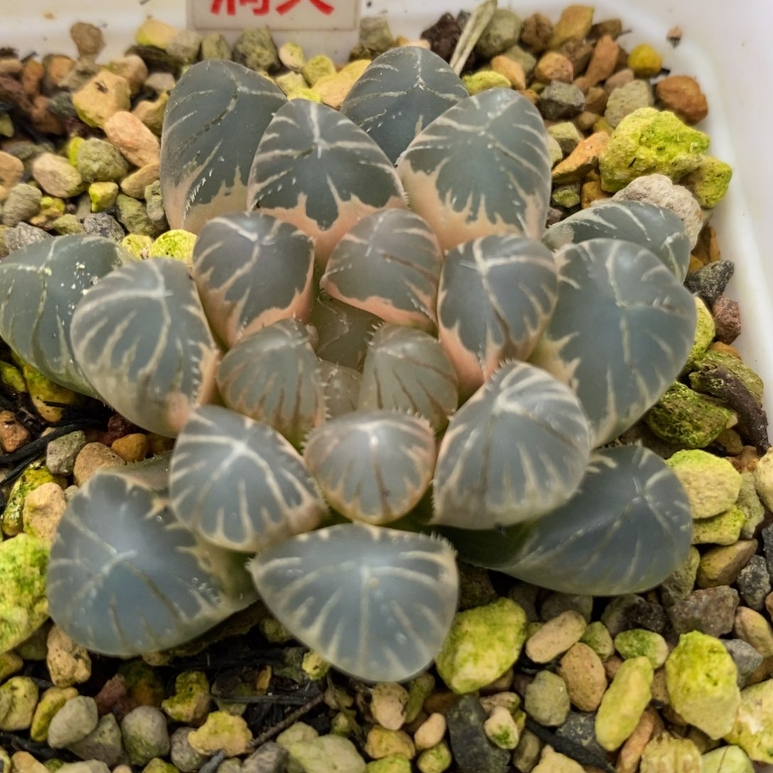 44糊斑龙珠玉露锦一物一拍