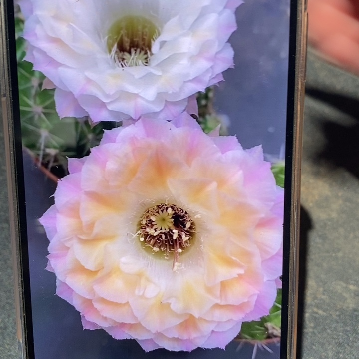 香香多变58号侧芽2.5公分左右