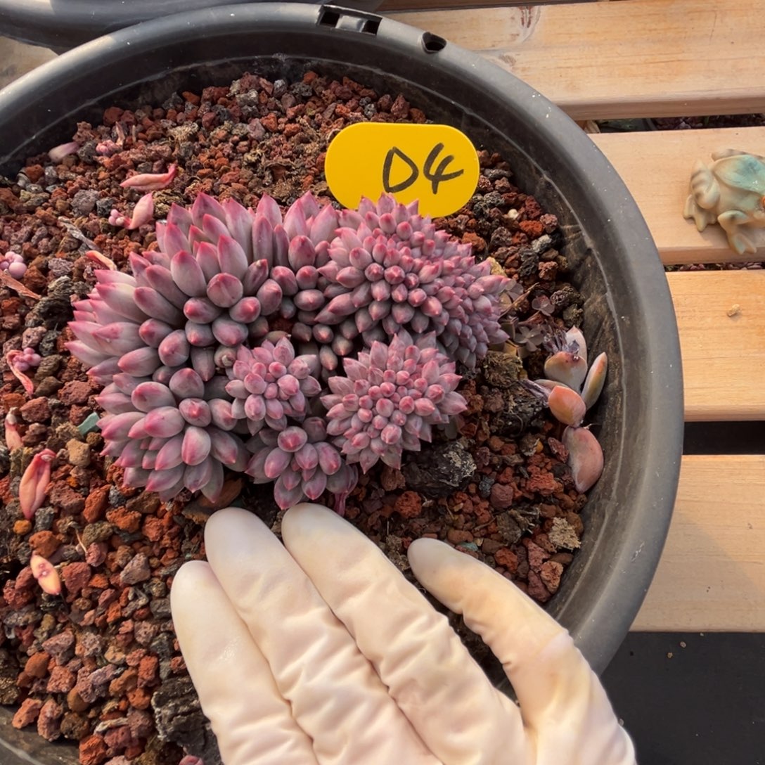 d4美人缀化哈鱼鱼