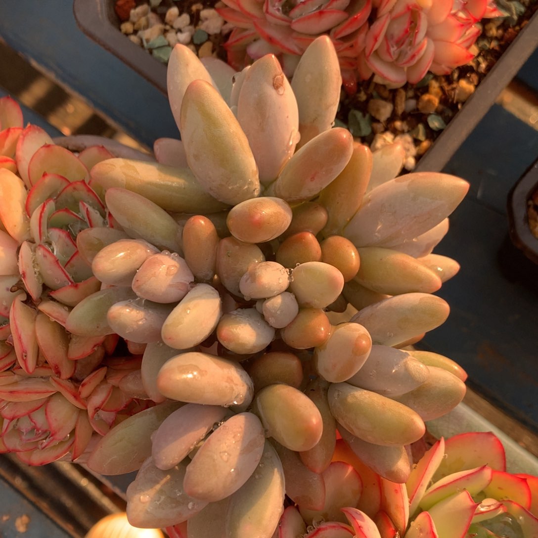 白兰地美人一物一拍