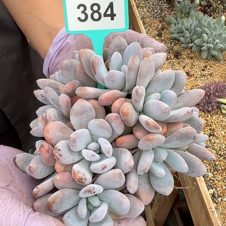 粉兔一物一拍384.