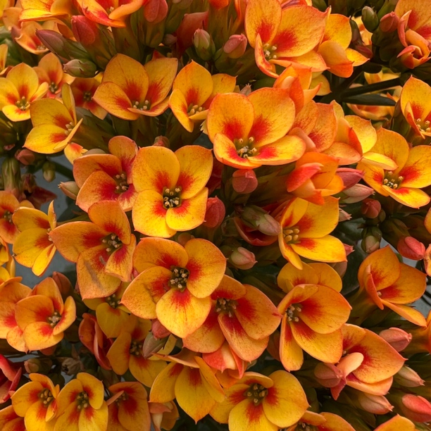 长寿花园～【流光溢彩】120精品 单瓣稀有品种