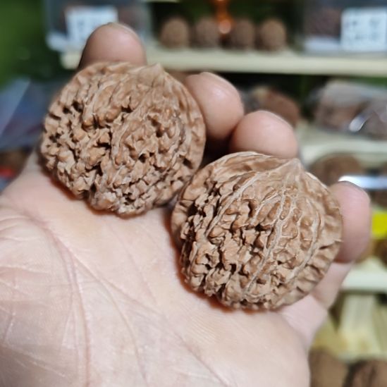 40加尺寸137狮子头